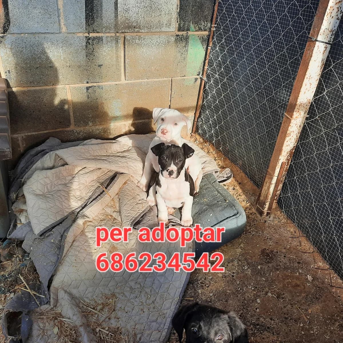 PARA ADOPTAR, Mixed Breed for adoption at Protectora Lydia Argilés