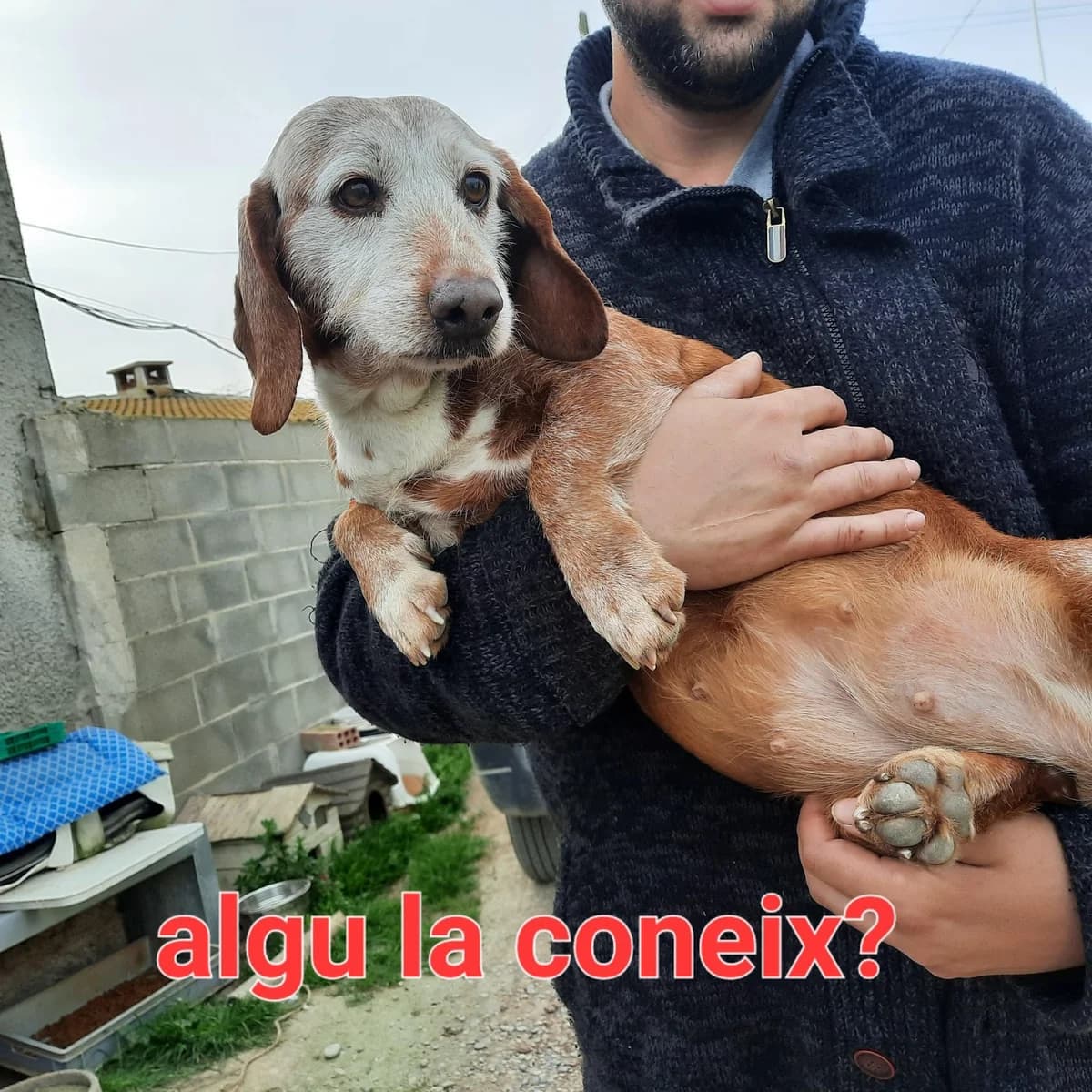 RESCATADA EN LLEIDA, female Mixed Breed for adoption at Protectora Lydia Argilés