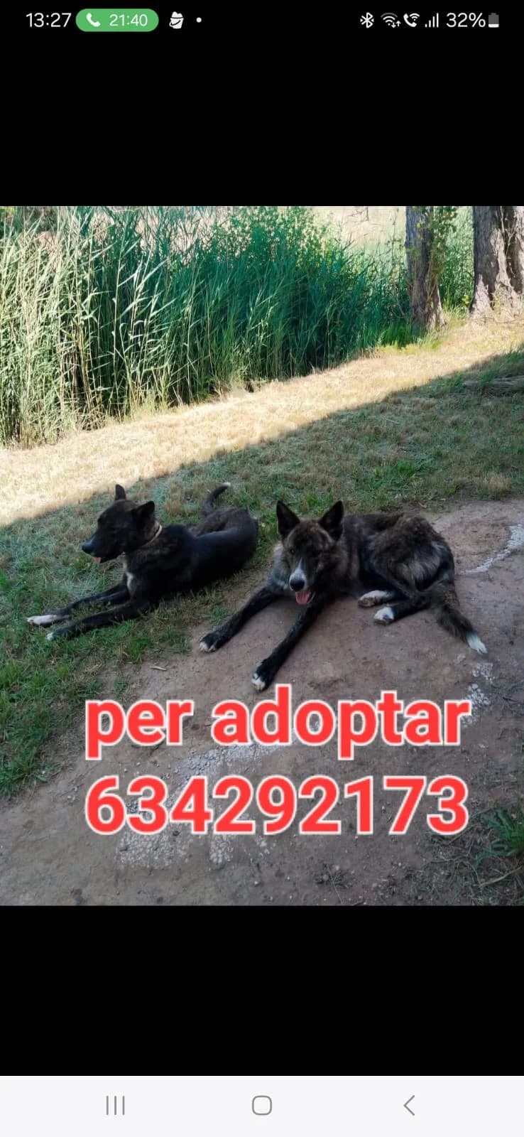 URGE ENCONTRARLES UN HOGAR, mixed breed for adoption at Protectora Lydia Argilés