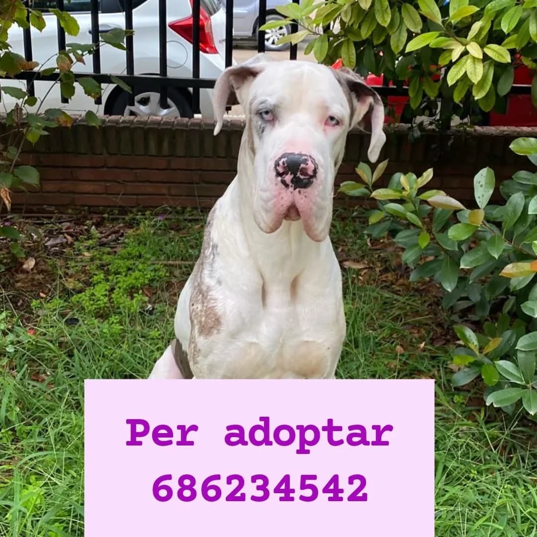 NECESITA UN NUEVO HOGAR, 4yo Mixed Breed for adoption at Protectora Lydia Argilés