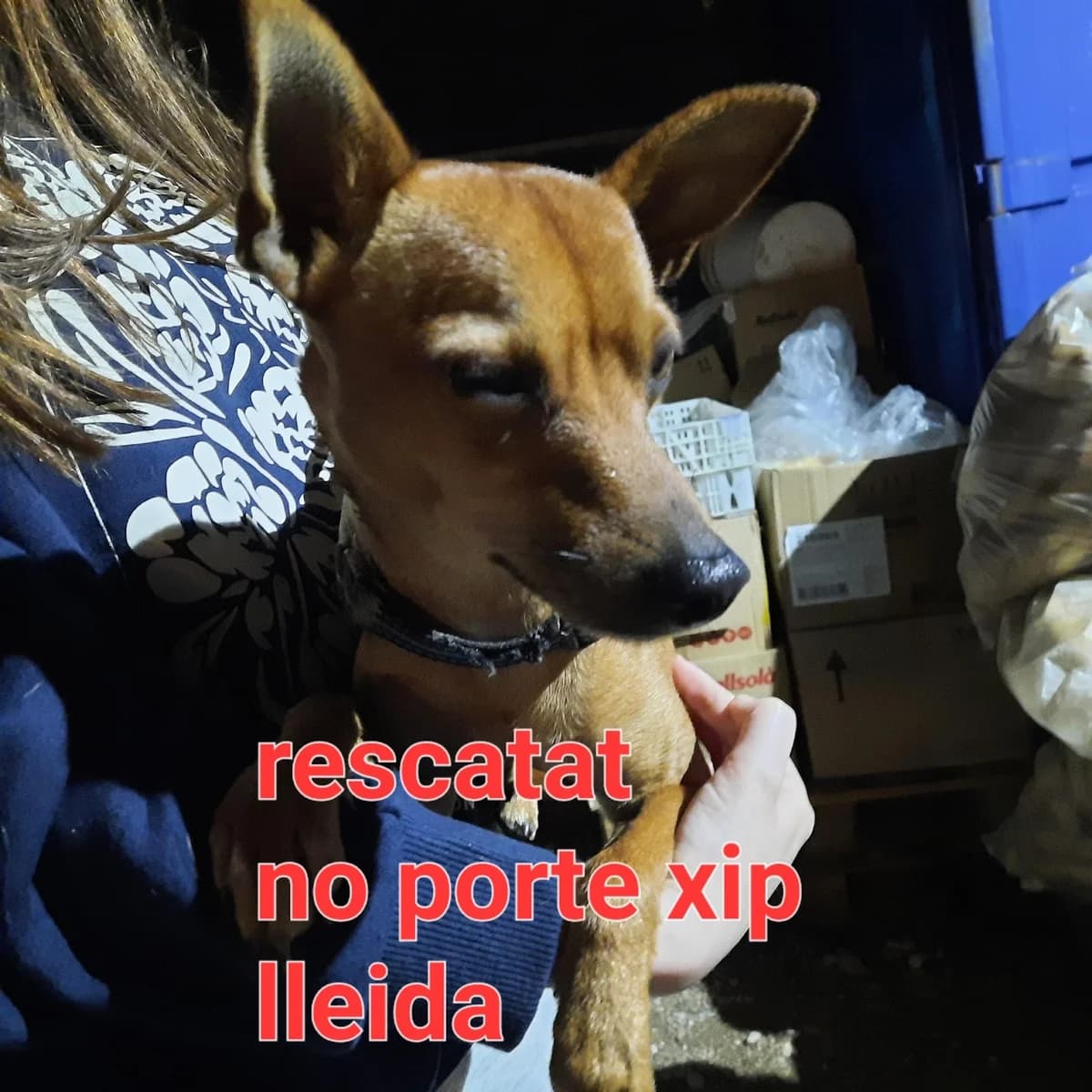 RESCATADO EN LLEIDA CAPITAL, female Mixed Breed for adoption at Protectora Lydia Argilés
