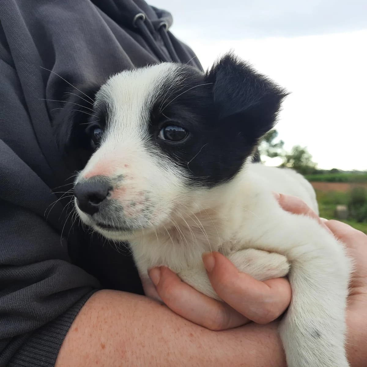 ABANDONADOS EN ALFES, female Mixed Breed for adoption at Protectora Lydia Argilés