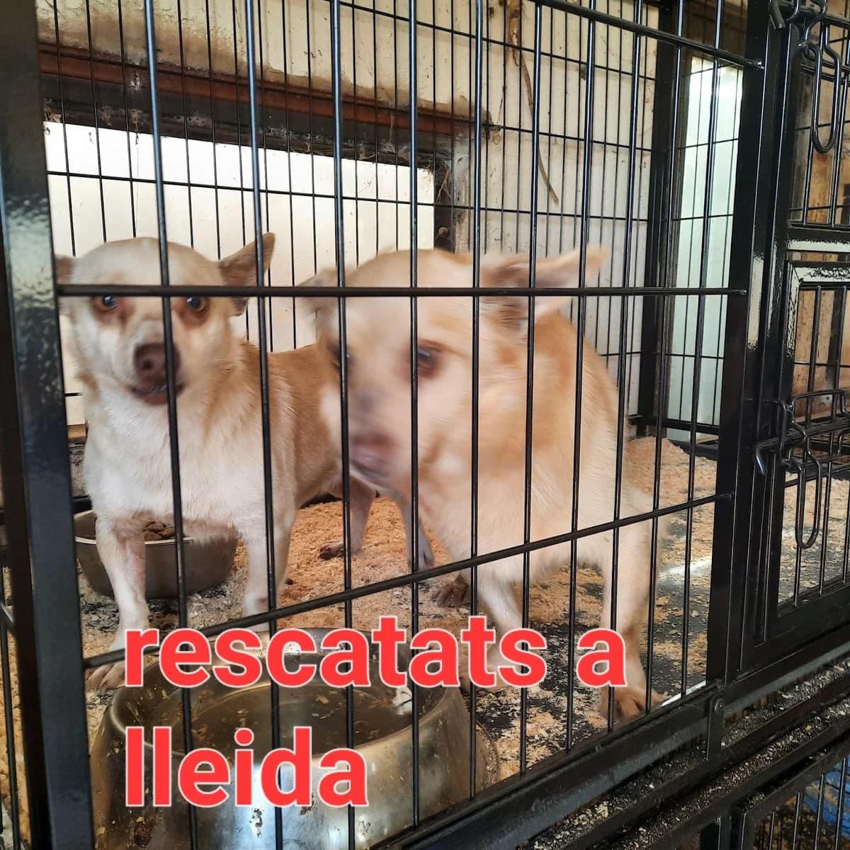 RESCATADOS EN LA BORDETA, female Mixed Breed for adoption at Protectora Lydia Argilés