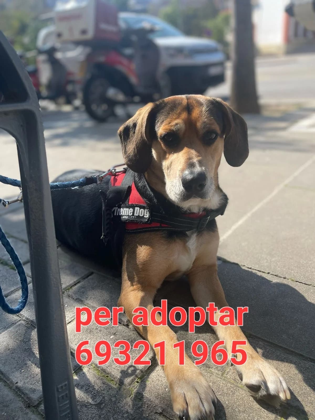 URGE UN HOGAR, male Mixed Breed for adoption at Protectora Lydia Argilés