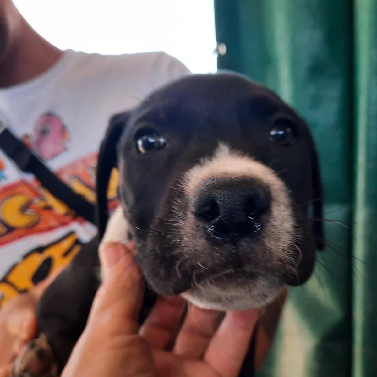 4 MAS ABANDONADOS EN LA MITJANA DE LLEIDA, puppy Mixed Breed for adoption at Protectora Lydia Argilés