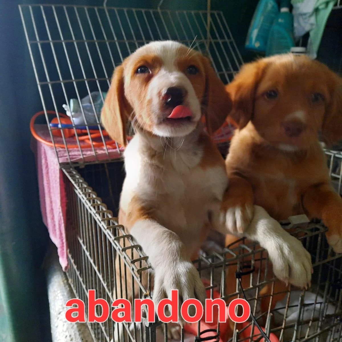 ABANDONADOS EN RUFEA LLEIDA, Mixed Breed for adoption at Protectora Lydia Argilés