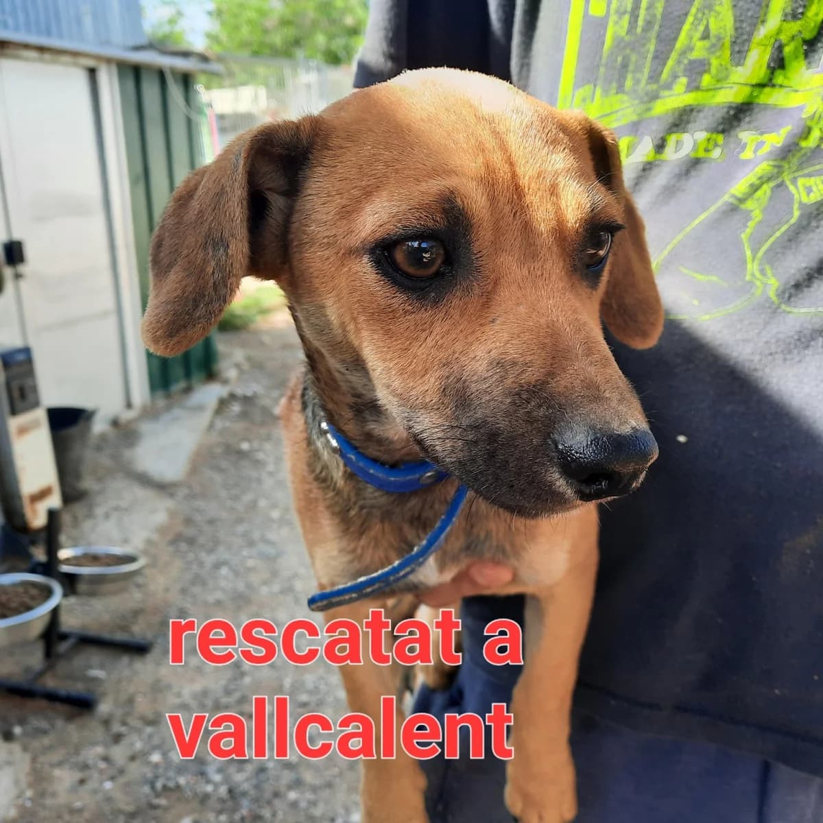 ALGUIÉN HA PERDIDO A PINOXO, Mixed Breed for adoption at Protectora Lydia Argilés