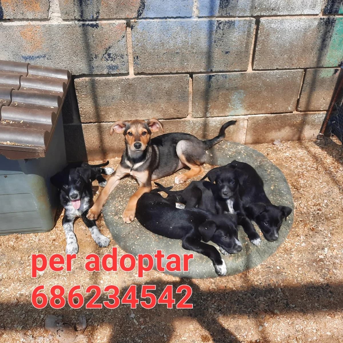BUSCAMOS ADOPTANTES PARA ESTOS HERMOSOS CACHORRILLOS, Mixed Breed for adoption at Protectora Lydia Argilés