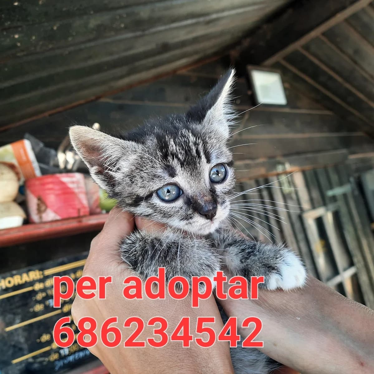 GATITA RESCATADA PARA ADOPTAR, female puppy Mixed Breed for adoption at Protectora Lydia Argilés