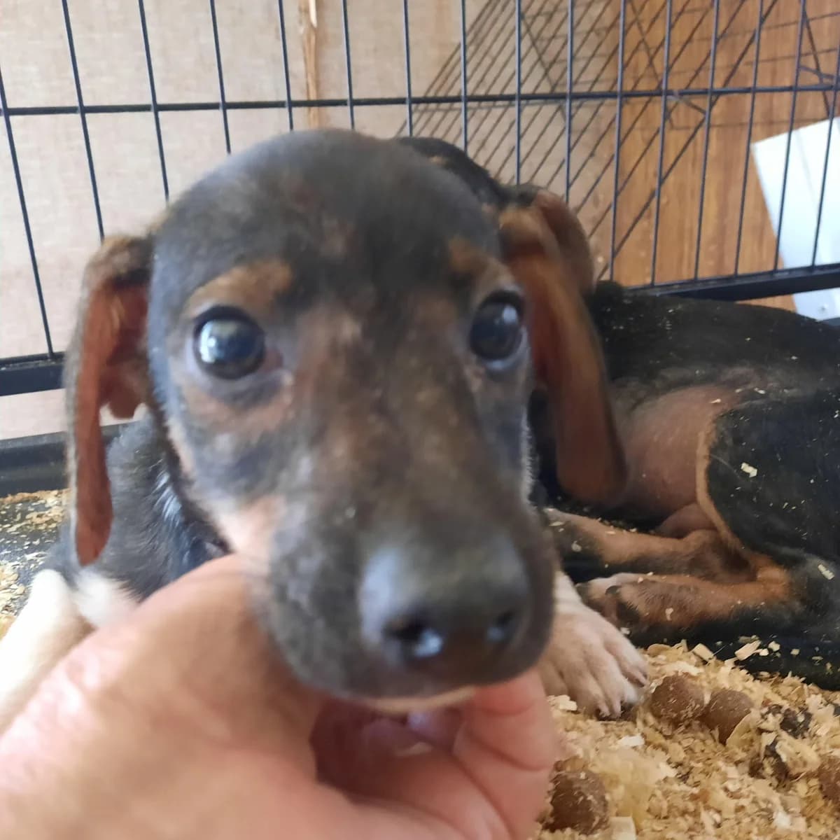 ABANDONADOS EN LA HORTA DE LLEIDA, female Mixed Breed for adoption at Protectora Lydia Argilés