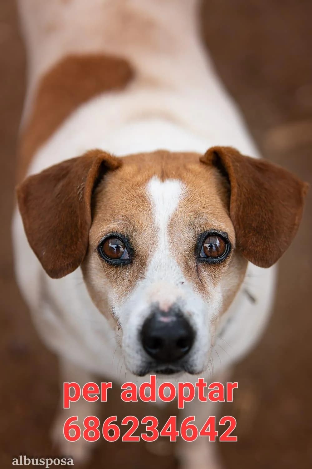 LA RUMBA DEL BACALAO PARA ADOPTAR, senior Mixed Breed for adoption at Protectora Lydia Argilés
