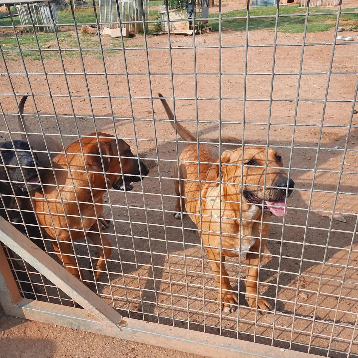 NUESTROS SABUESOS, female Mixed Breed for adoption at Protectora Lydia Argilés