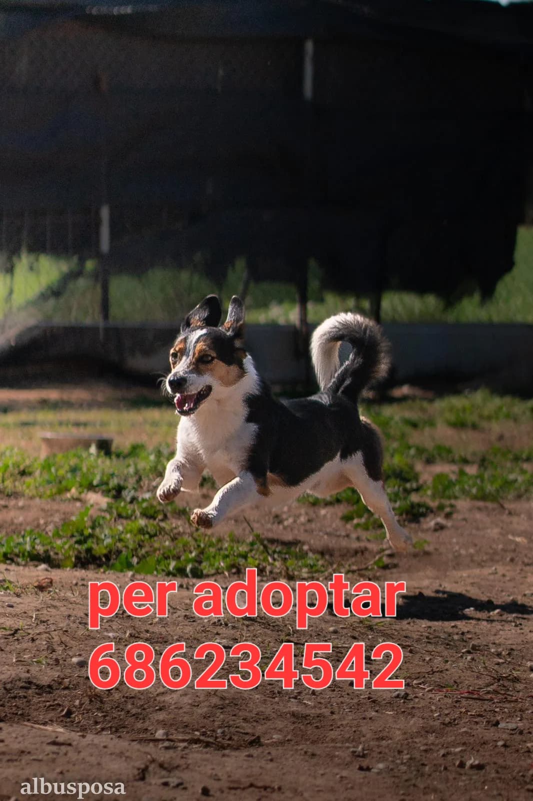 CHARLIE, female young Mixed Breed for adoption at Protectora Lydia Argilés