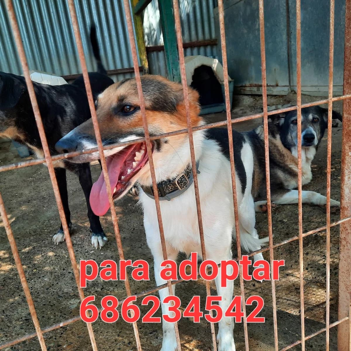 CLOHE, female puppy Mixed Breed for adoption at Protectora Lydia Argilés