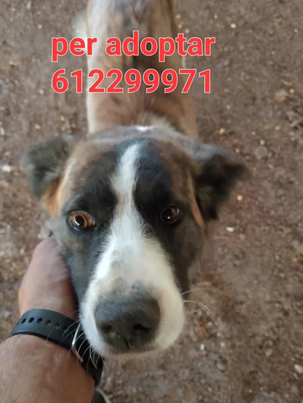 PARA ADOPTAR, female Mixed Breed for adoption at Protectora Lydia Argilés