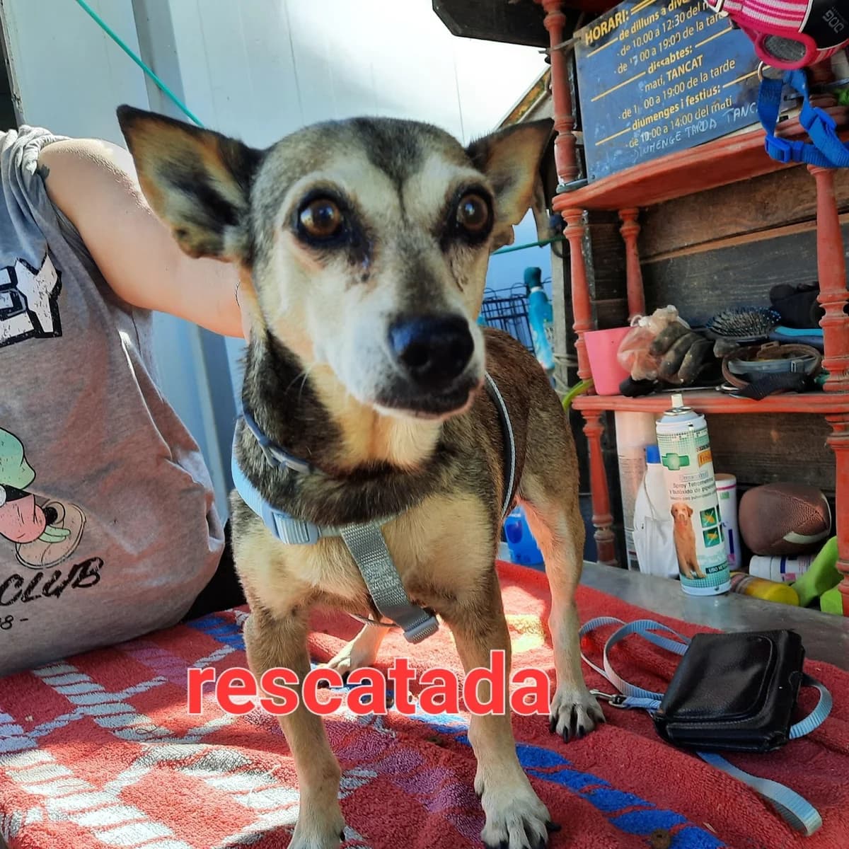 RESCATADA EN LLEIDA, NO LLEVA XIP, female Mixed Breed for adoption at Protectora Lydia Argilés