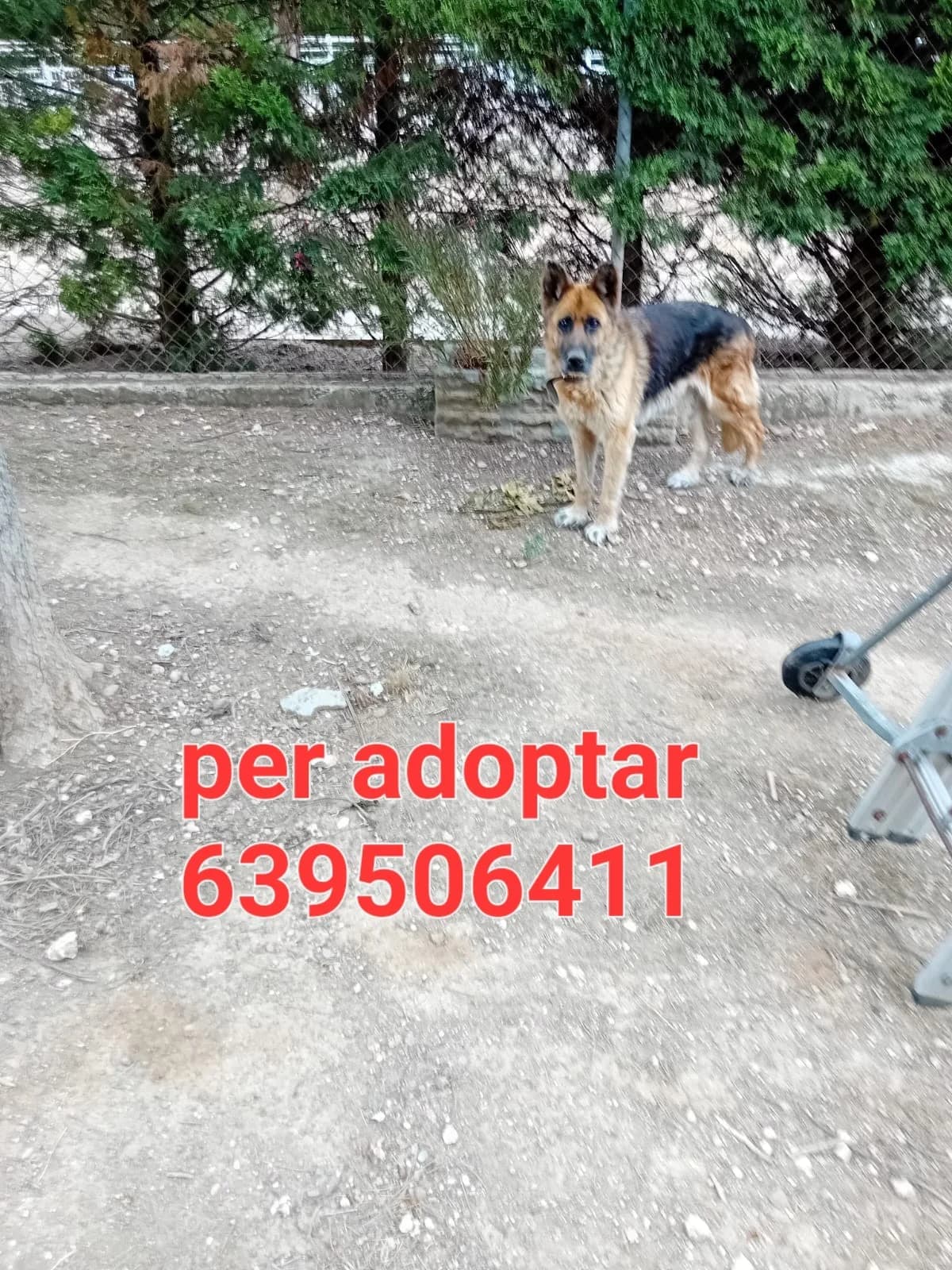 S.O.S OS NECESITA, Mixed Breed for adoption at Protectora Lydia Argilés