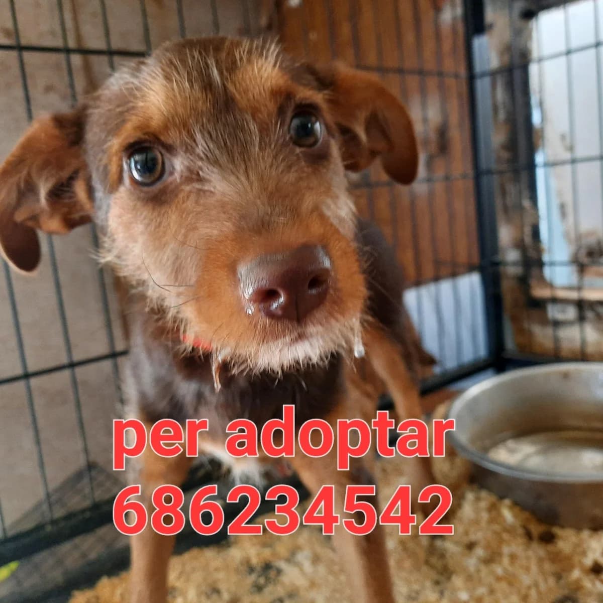 TOBY, PARA ADOPTAR, male Mixed Breed for adoption at Protectora Lydia Argilés