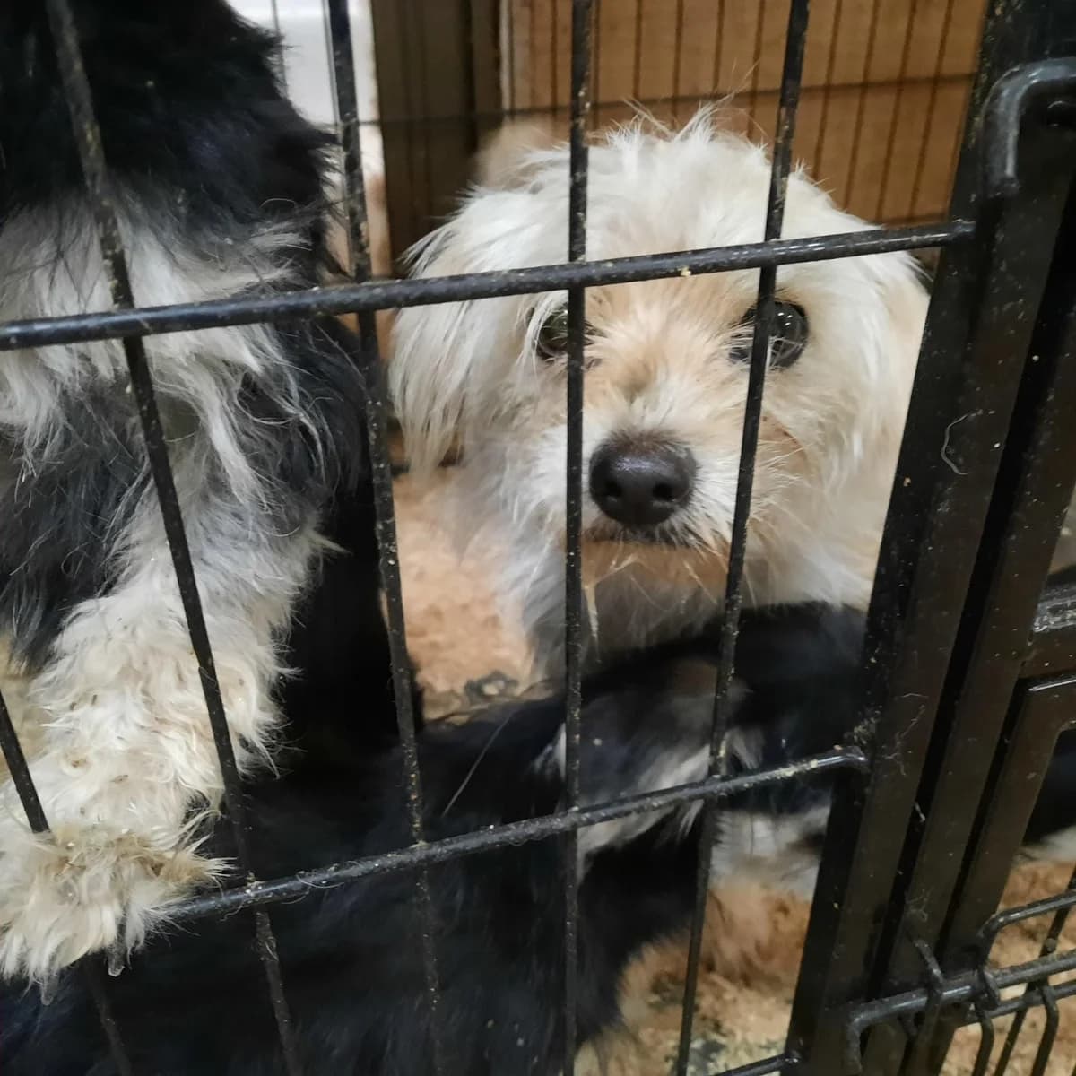 ABANDONAN TODA UNA FAMILIA EN NUESTRO PROTECTORA, mixed breed for adoption at Protectora Lydia Argilés