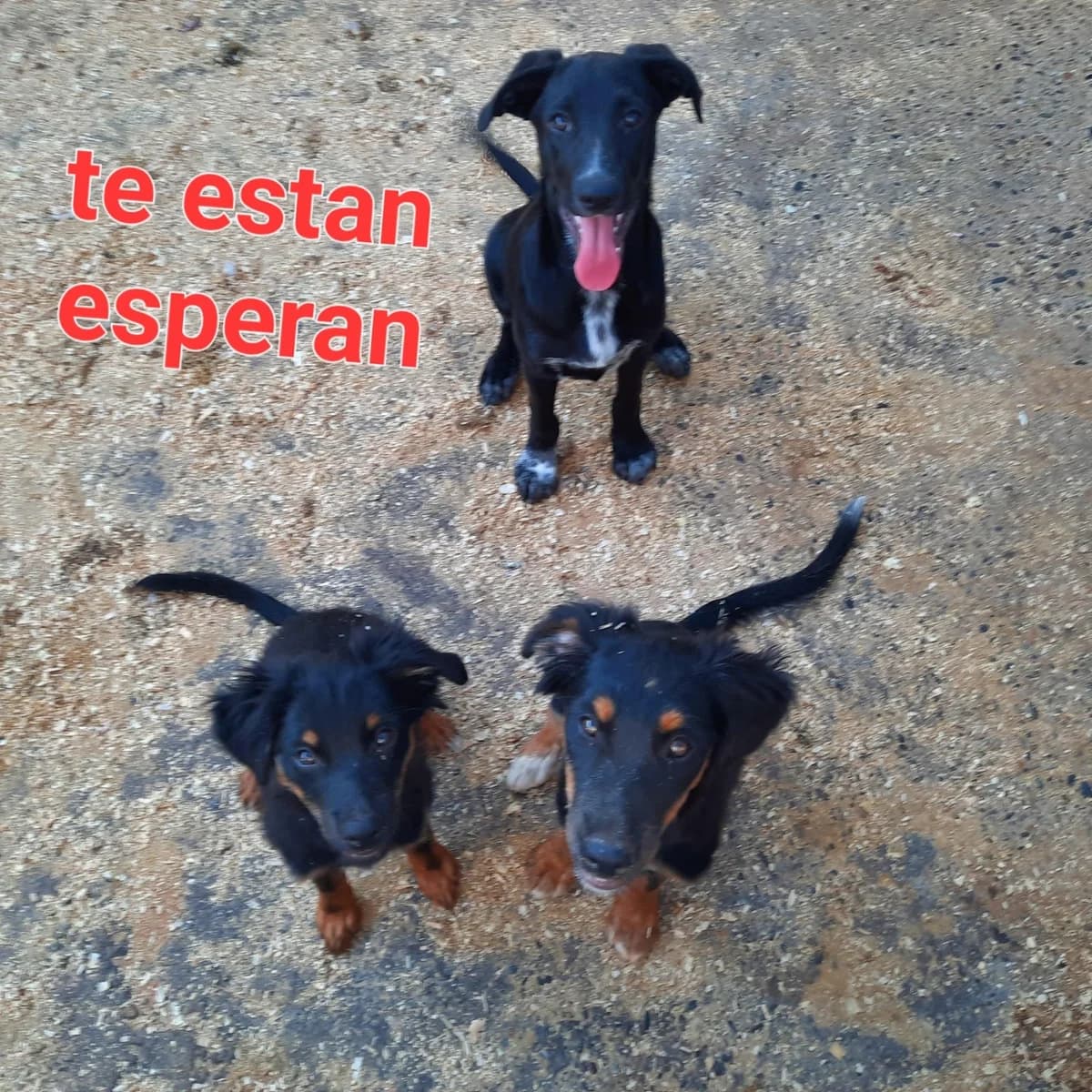 BEBES PARA ADOPTAR, puppy Mixed Breed for adoption at Protectora Lydia Argilés