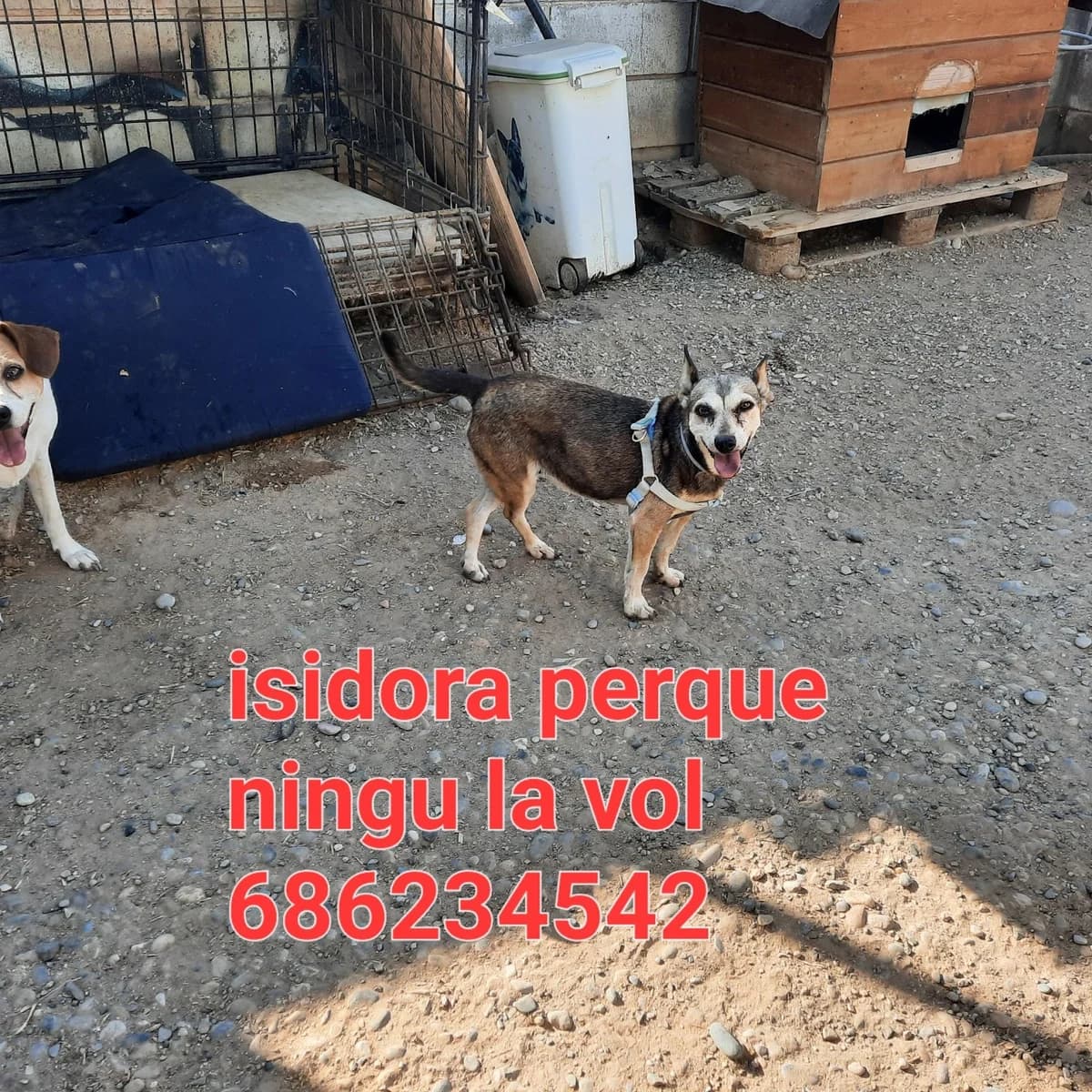 POBRE ISIDORA, female Mixed Breed for adoption at Protectora Lydia Argilés