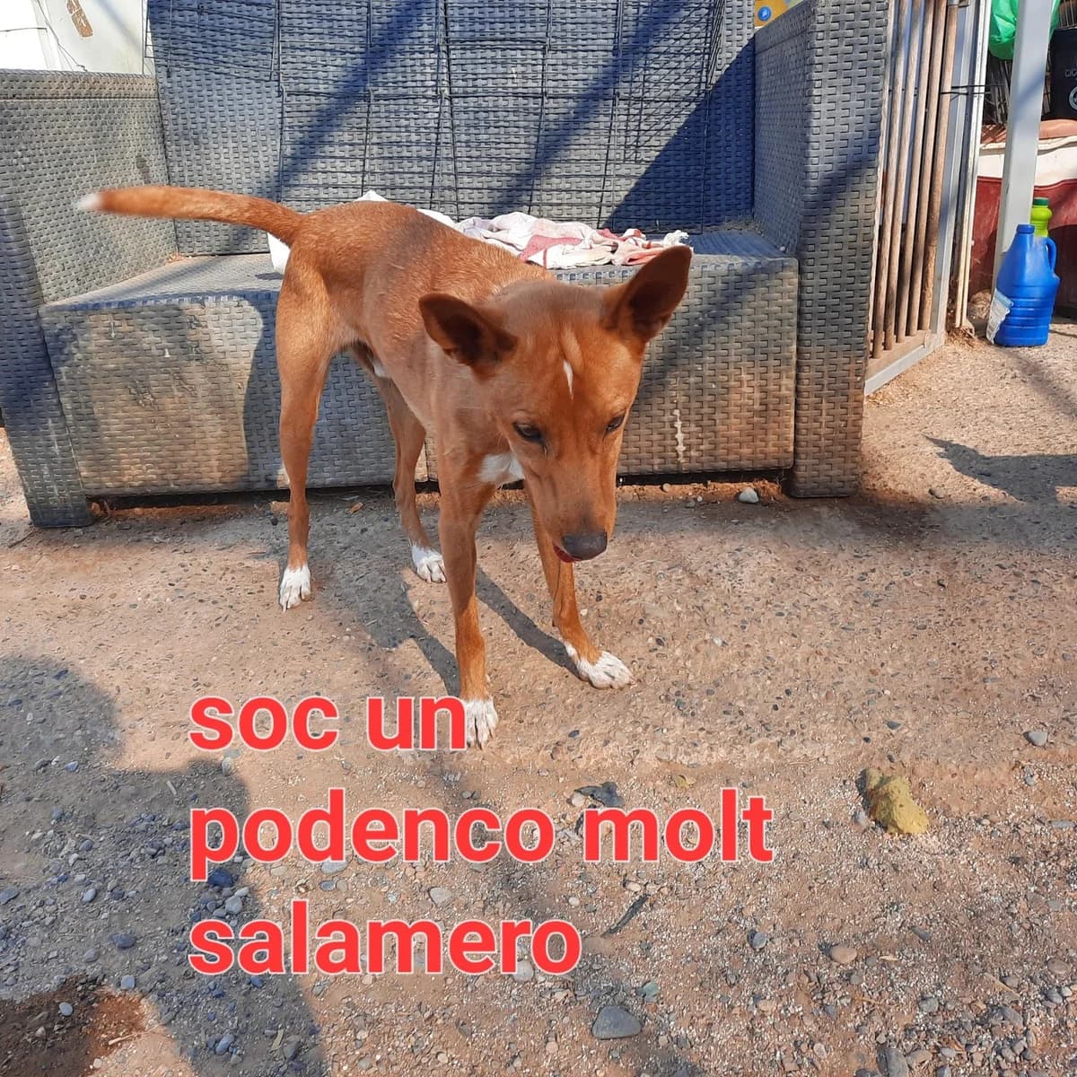 PODENQUITO PARA ADOPTAR, female Mixed Breed for adoption at Protectora Lydia Argilés