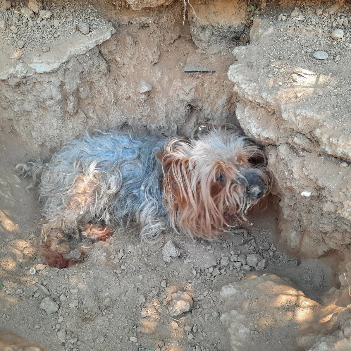 RESCATADAS, female Mixed Breed for adoption at Protectora Lydia Argilés