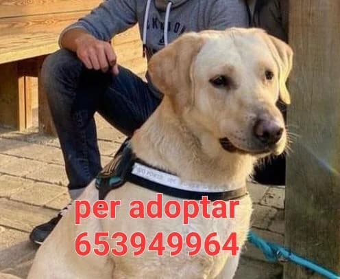 URGE UN HOGAR, female Mixed Breed for adoption at Protectora Lydia Argilés