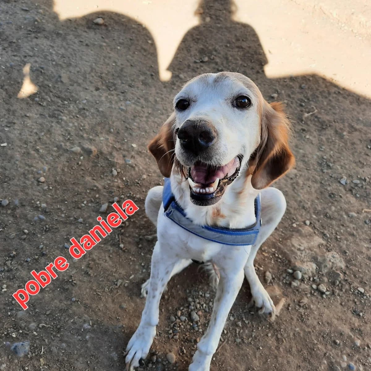 DANIELA, female Mixed Breed for adoption at Protectora Lydia Argilés