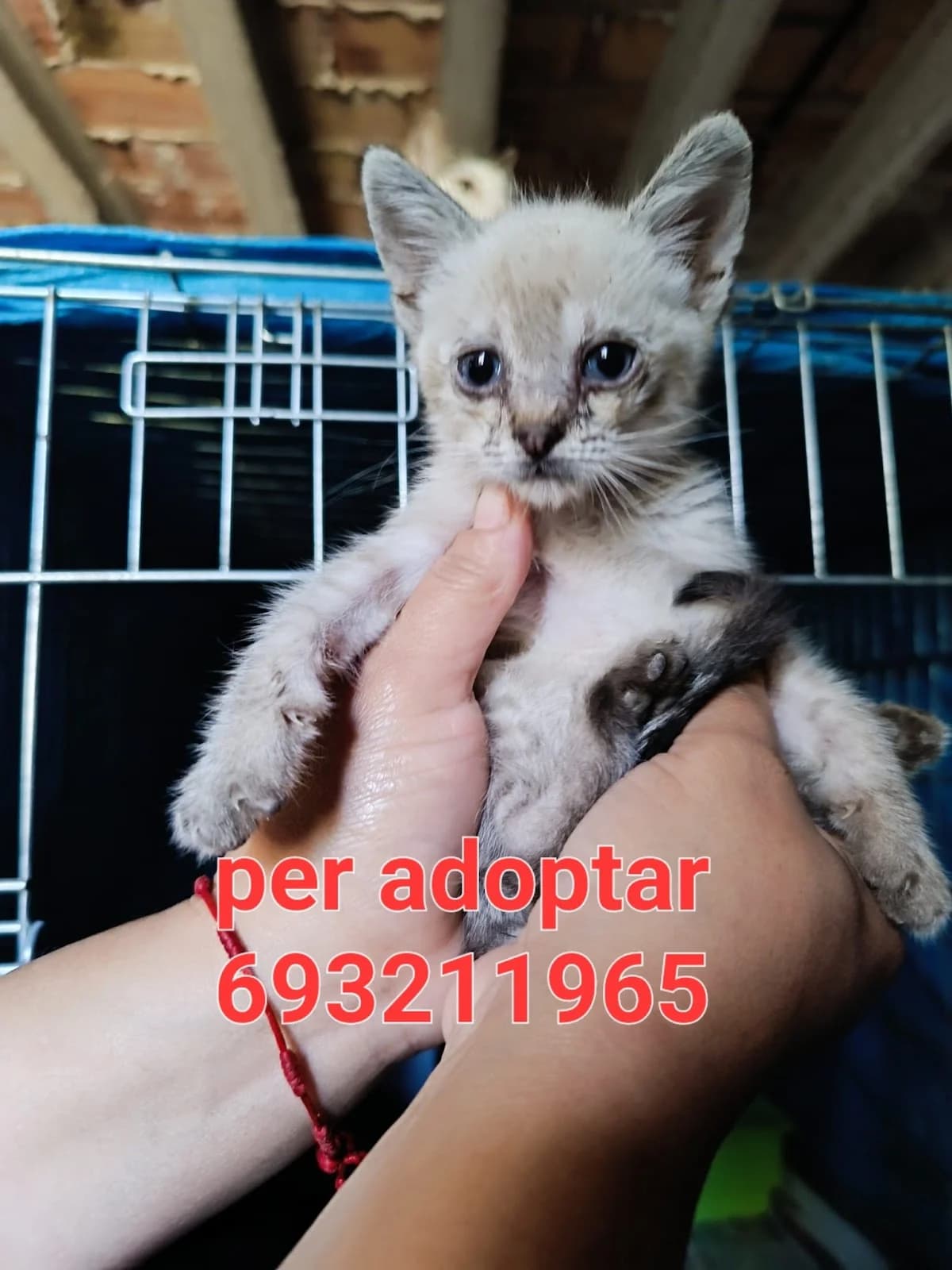 PARA ADOPTAR, female puppy Mixed Breed for adoption at Protectora Lydia Argilés