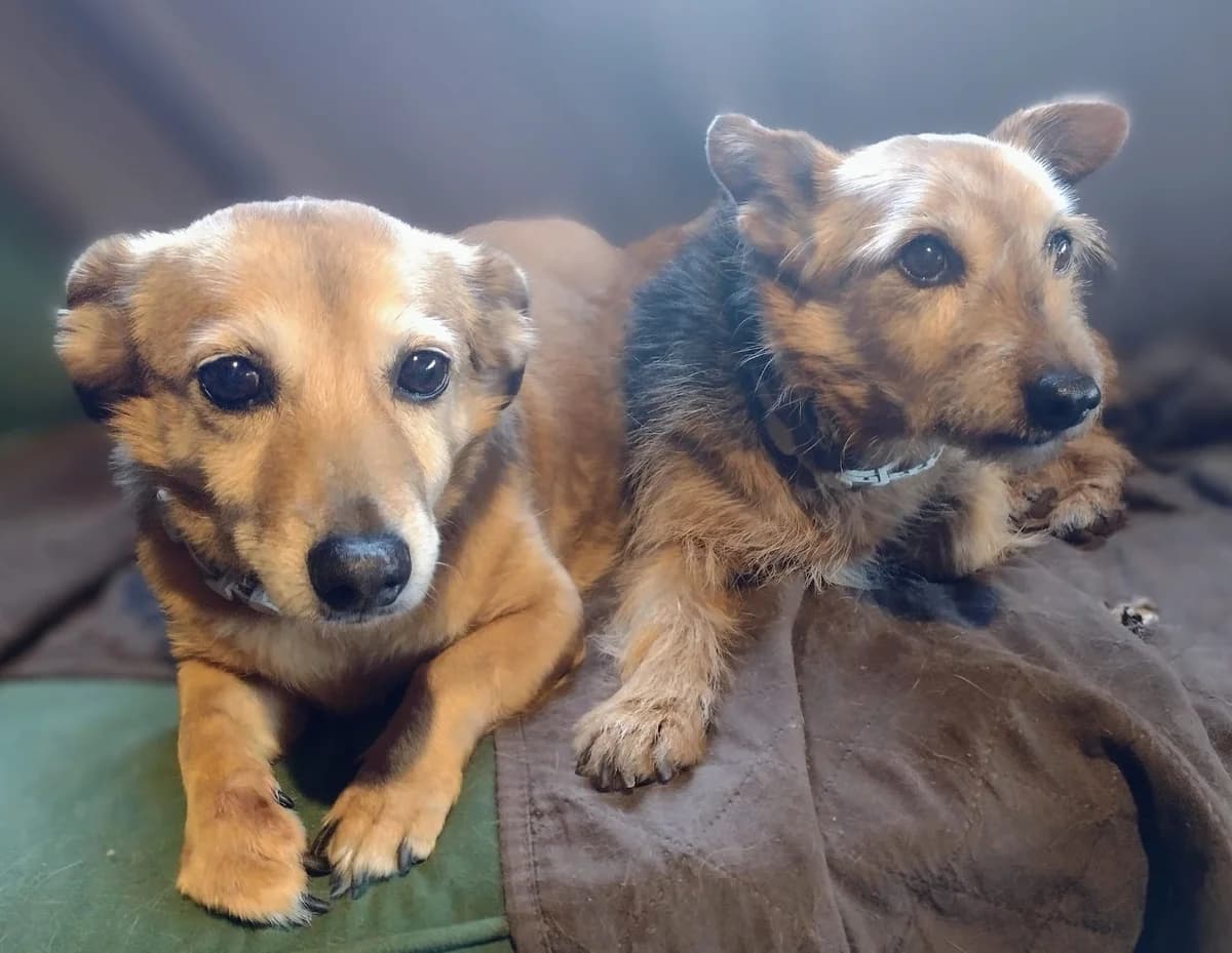 URGE UN HOGAR PARA ESTOS DOS ANGELITOS, female Mixed Breed for adoption at Protectora Lydia Argilés