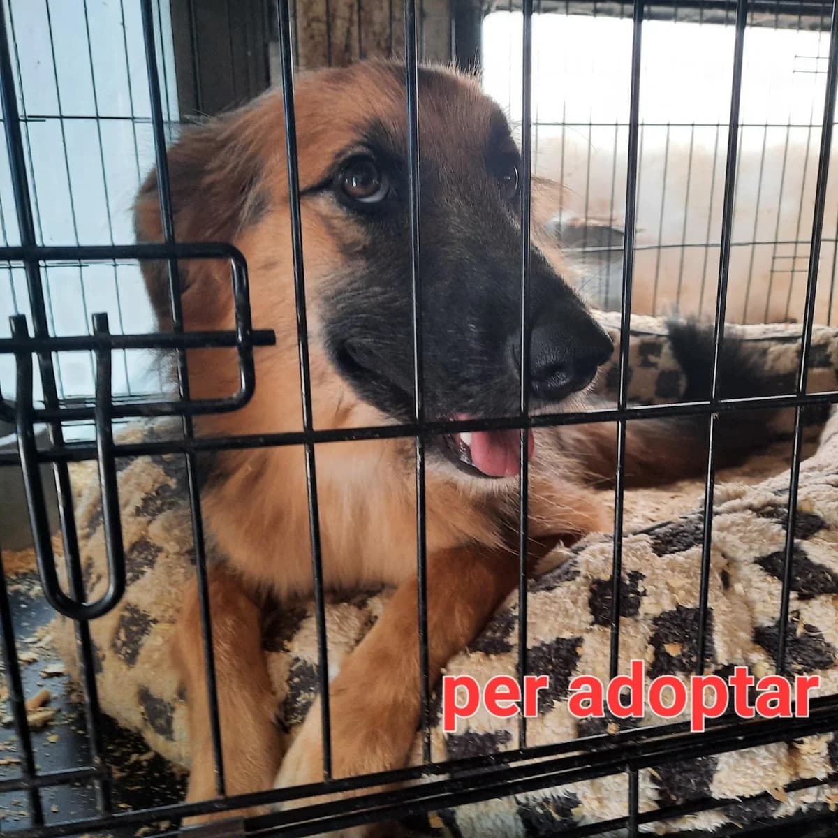 NEULA Y PIMIENTA PARA ADOPTAR, puppy mixed breed for adoption at Protectora Lydia Argilés