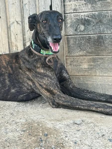 PARA ADOPTAR, 4yo Mixed Breed for adoption at Protectora Lydia Argilés