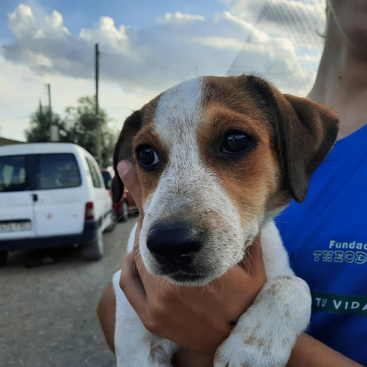 PARA ADOPTAR, female puppy Mixed Breed for adoption at Protectora Lydia Argilés
