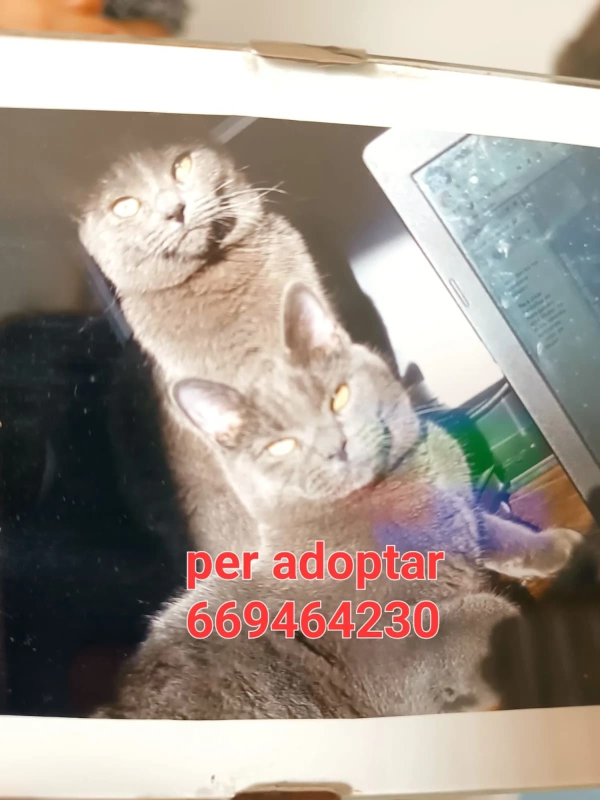 SE BUSCA UN HOGAR PARA ELLOS, female Mixed Breed for adoption at Protectora Lydia Argilés