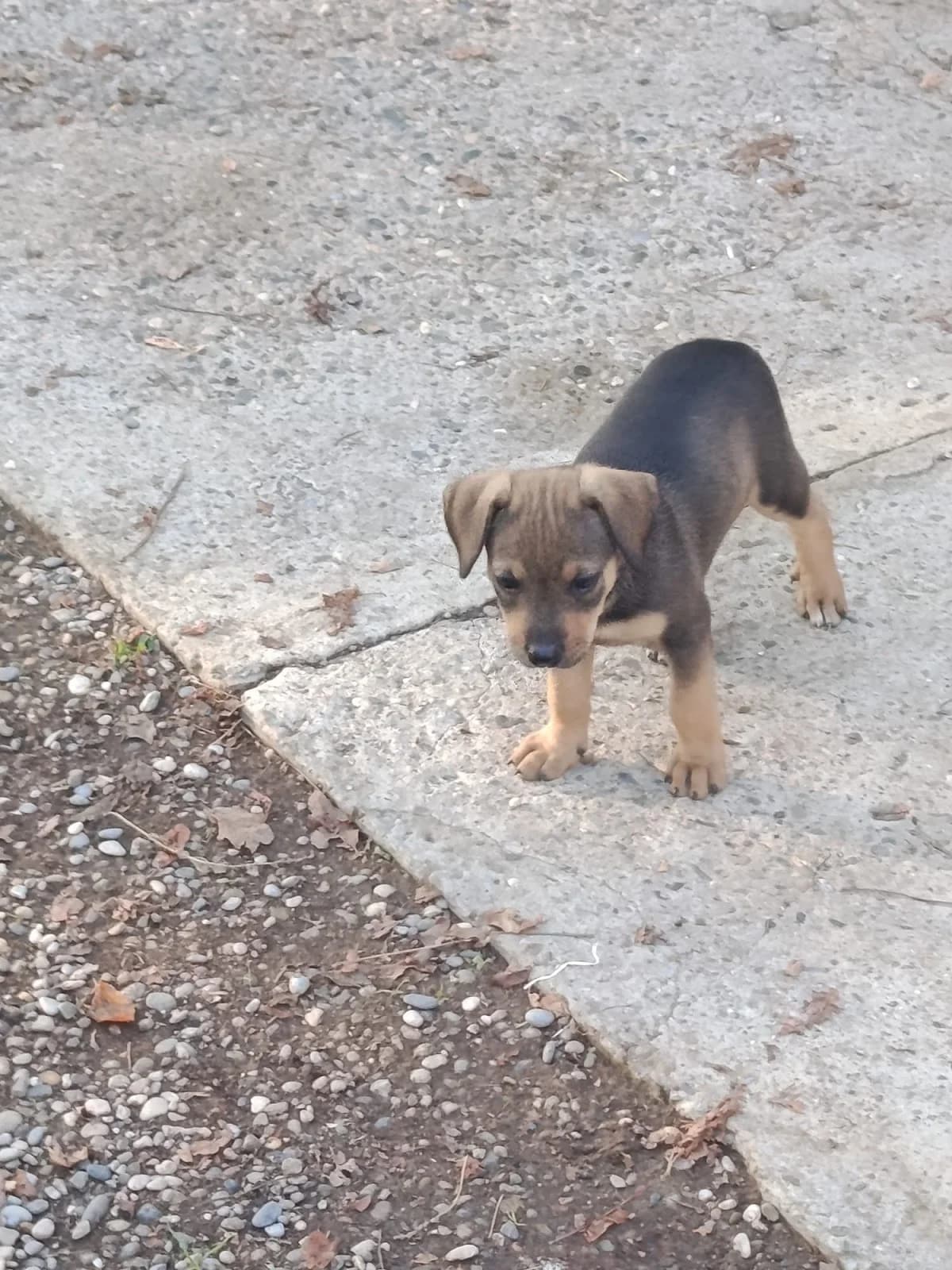 4 BEBES, DE 2 MESES, PARA ADOPTAR, puppy Mixed Breed for adoption at Protectora Lydia Argilés