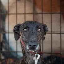DIVINO, 4yo Galgo Español for adoption at Protectora Lydia Argilés