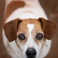 LA RUMBA DEL BACALAO, female Mixed Breed for adoption at Protectora Lydia Argilés