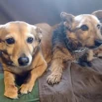 NO DEJES QUE PASEN EL INVIERNO EN LA PROTE, female senior Mixed Breed for adoption at Protectora Lydia Argilés
