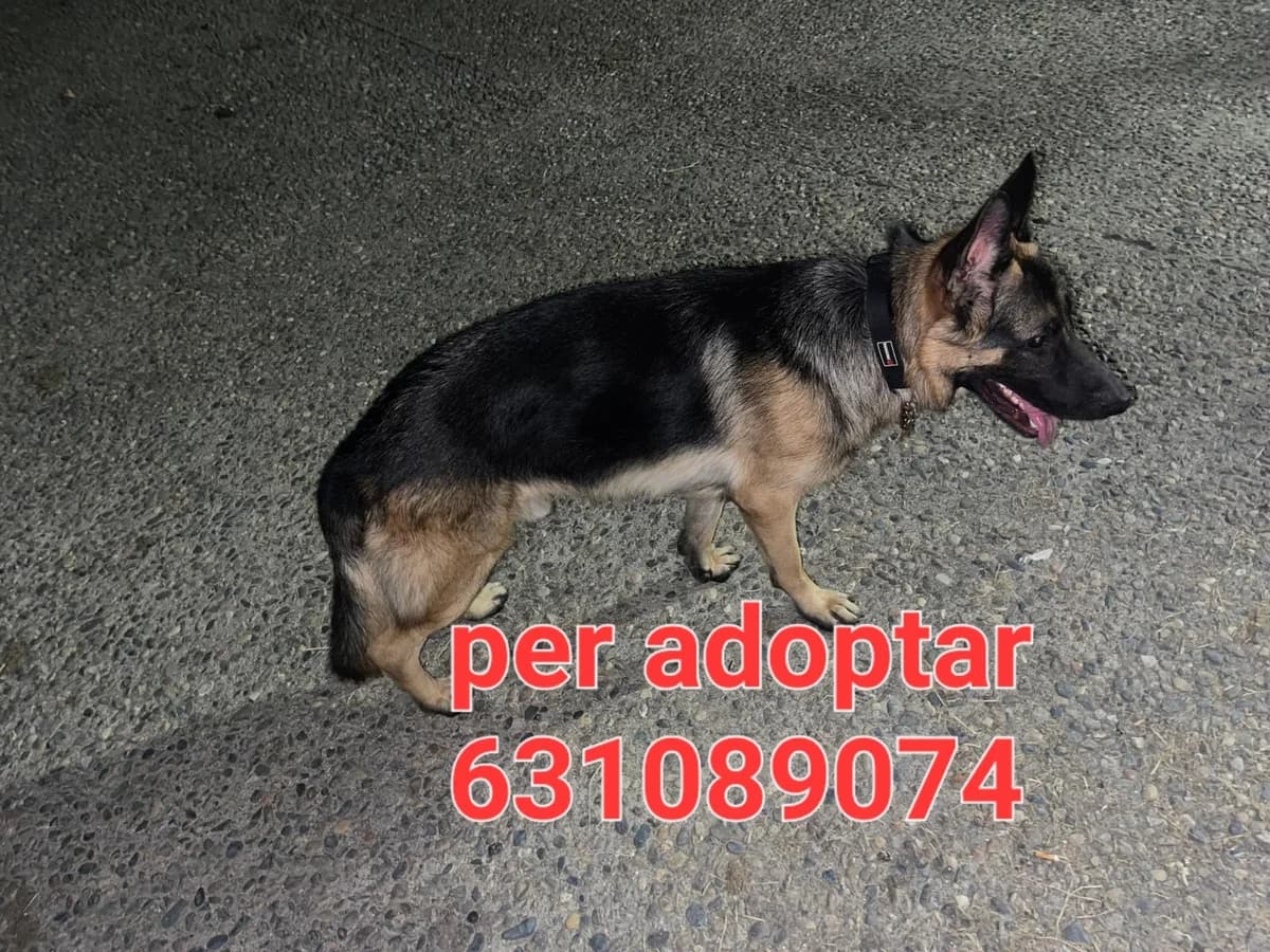 PARA ADOPTAR, male Mixed Breed for adoption at Protectora Lydia Argilés