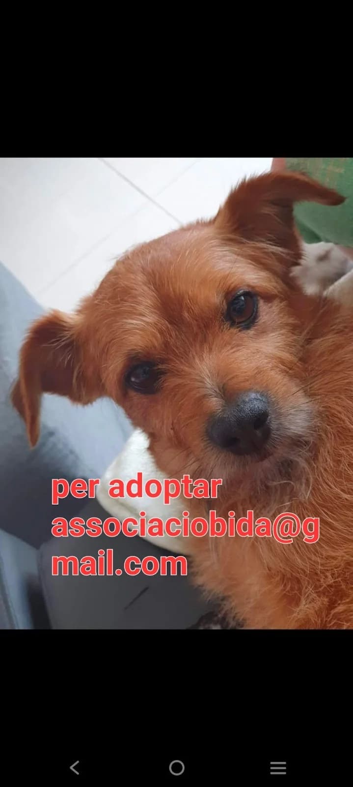 URGE UN HOGAR, Mixed Breed for adoption at Protectora Lydia Argilés
