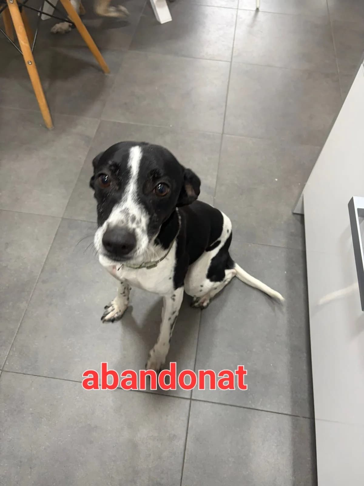 LLEIDA CAPITAL, 0 EN PROTECCIÓN ANIMAL, male Mixed Breed for adoption at Protectora Lydia Argilés