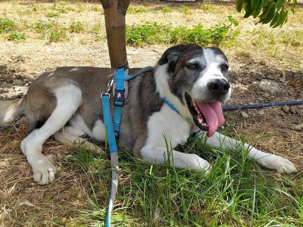 MIMOSIN TULA Y JACK, female Mixed Breed for adoption at Protectora Lydia Argilés