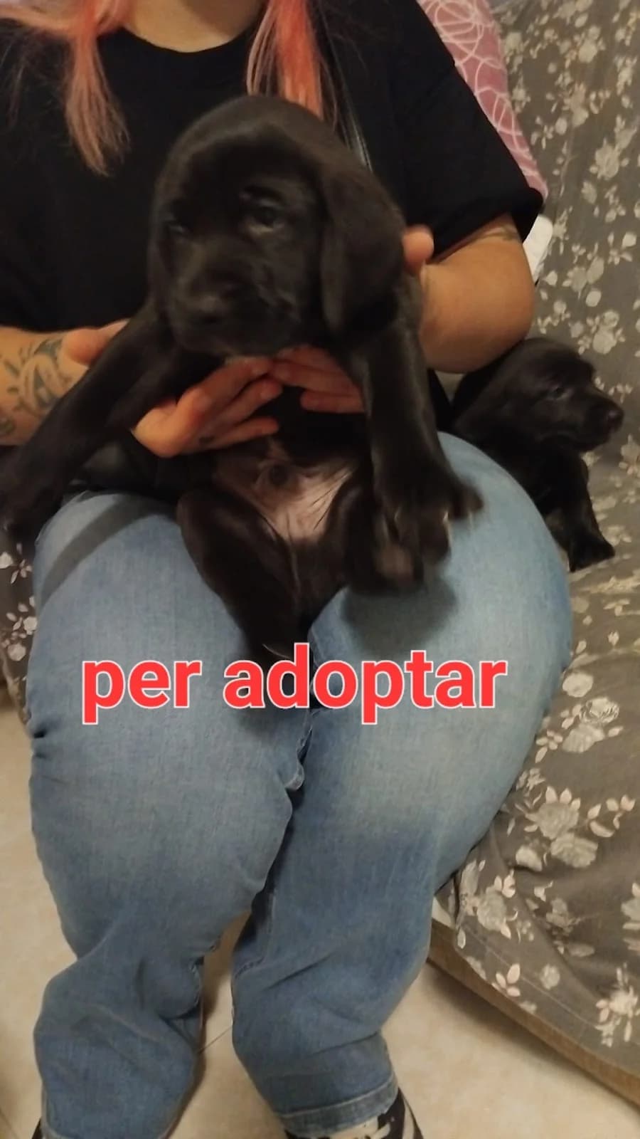 PARA ADOPTAR, male puppy Mixed Breed for adoption at Protectora Lydia Argilés