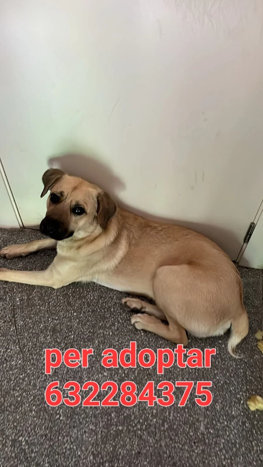 SE BUSCA UN HOGAR PARA ÉL, male Mixed Breed for adoption at Protectora Lydia Argilés