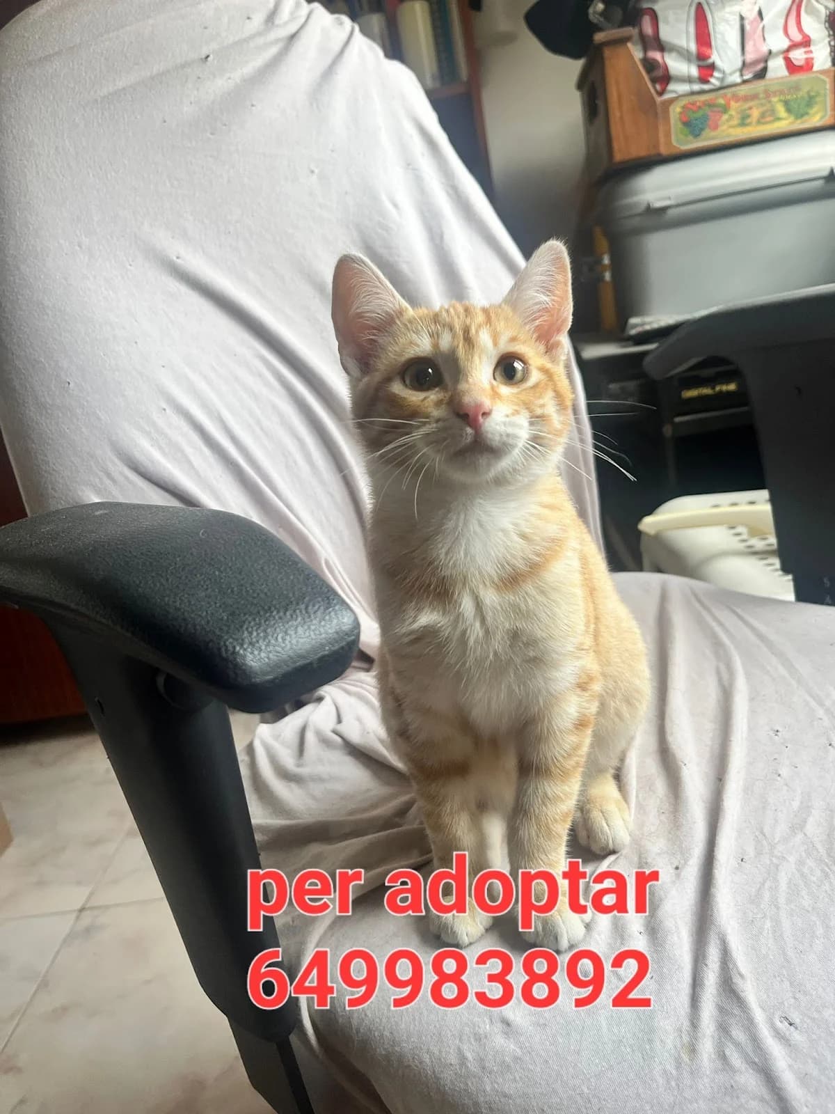 URGE UN HOGAR, female puppy Mixed Breed for adoption at Protectora Lydia Argilés