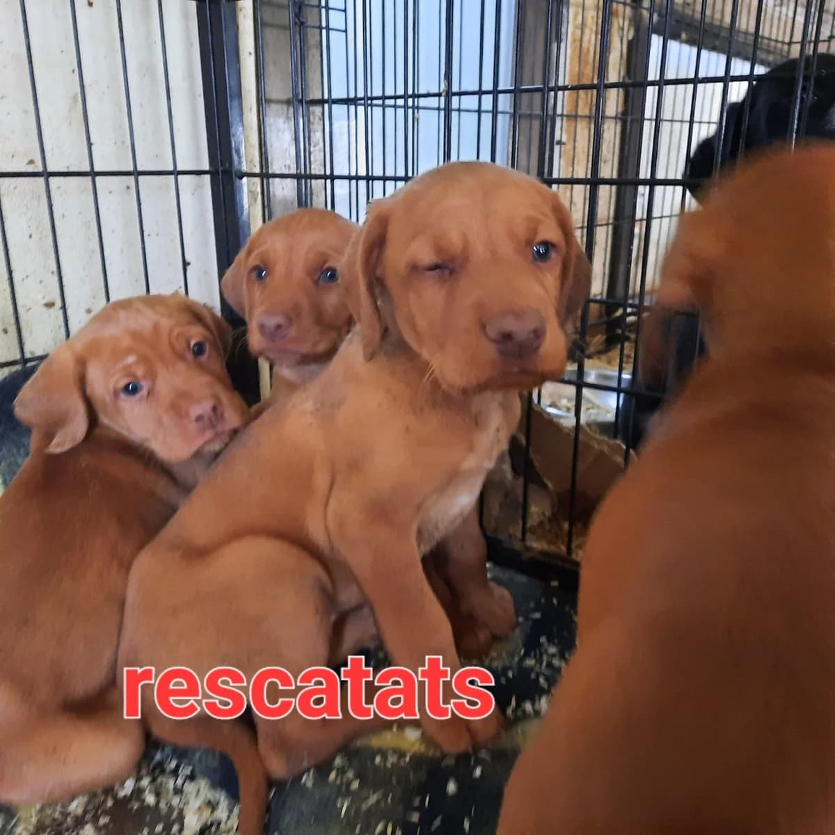 ABANDONADOS EN PLENO CAMPO, mixed breed for adoption at Protectora Lydia Argilés