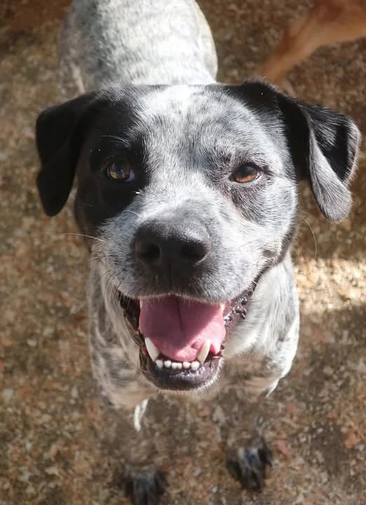 BOBY, Mixed Breed for adoption at Protectora Lydia Argilés