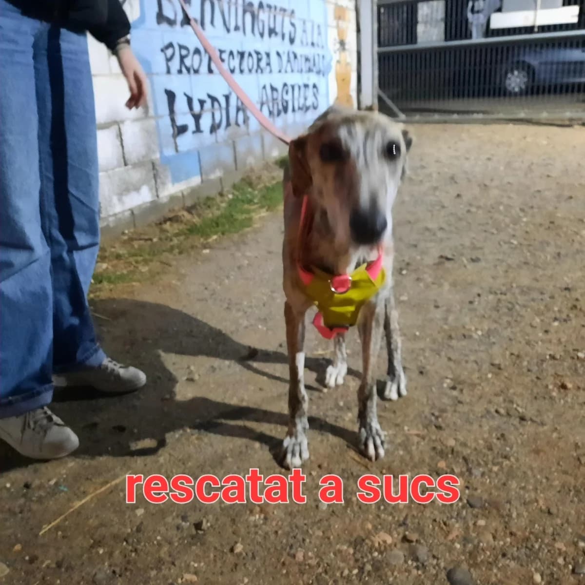 GALGO RESCATADO EN SUCS, male Galgo Español for adoption at Protectora Lydia Argilés