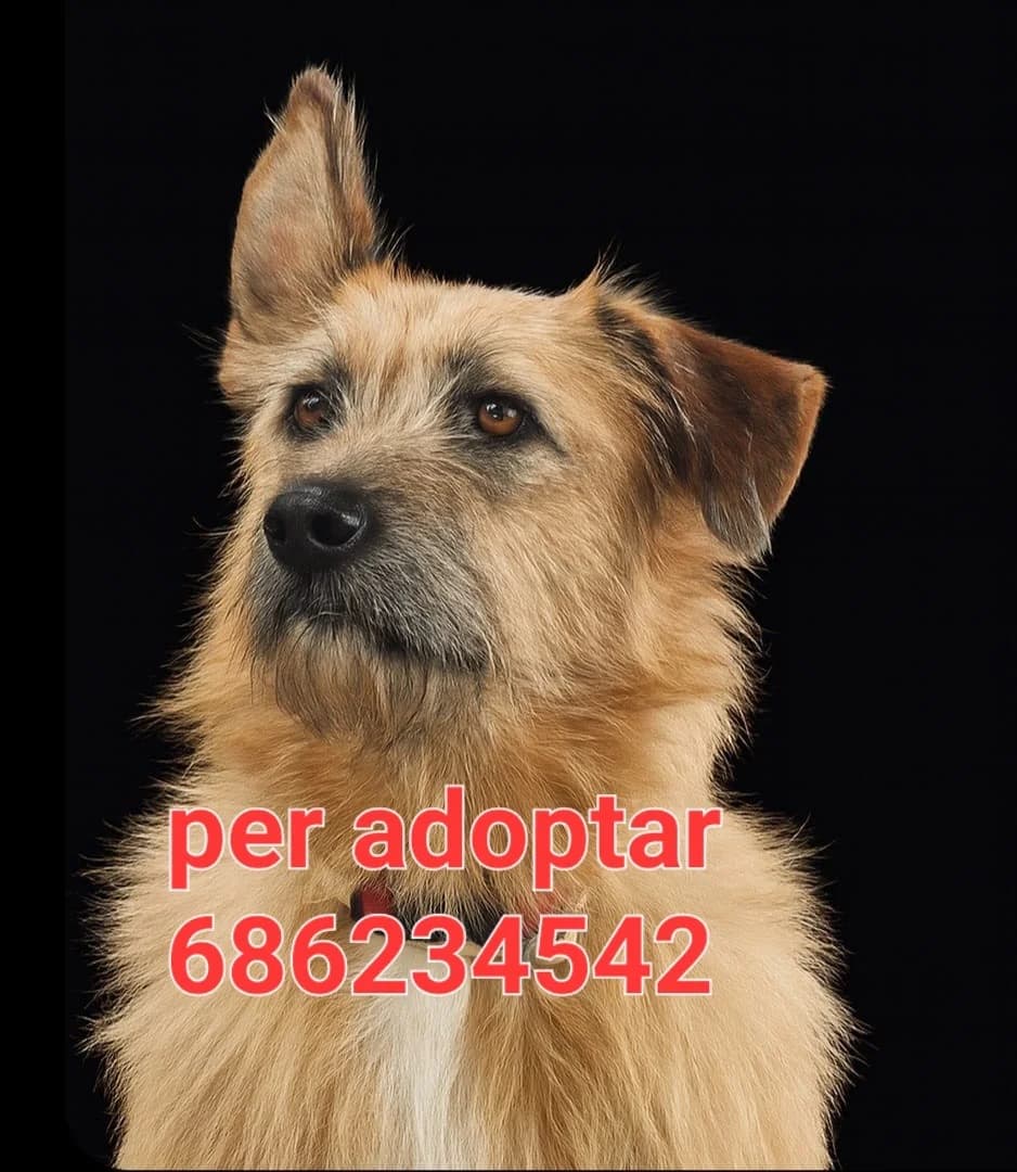 VACUNADAS, XIPADAS Y ESTERILIZADAS, female Mixed Breed for adoption at Protectora Lydia Argilés